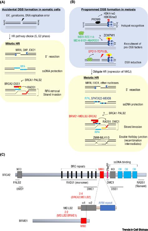 Homologous recombination in mitosis and meiosis. (A) Schematic of ...