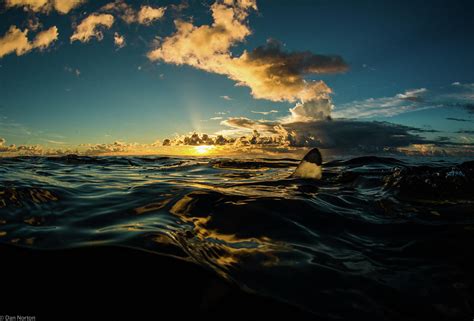 Sharkfin Sunset Photograph by Dan Norton