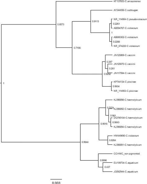 Pediatric bacteremia caused by Chromobacterium haemolyticum/Chromobacterium aquaticum ...