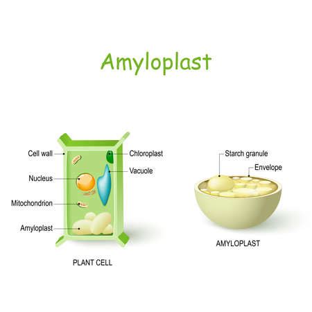 Photo of Amyloplast is a type of - ID:129344359 - Royalty Free Image - Stocklib