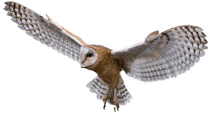 Owl Flying transparent PNG - StickPNG