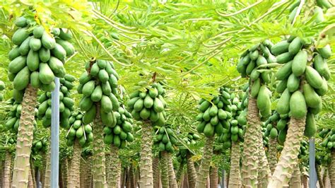 How to Farming Millions of Papaya and papaya Harvesting & papaya fruit processing - YouTube