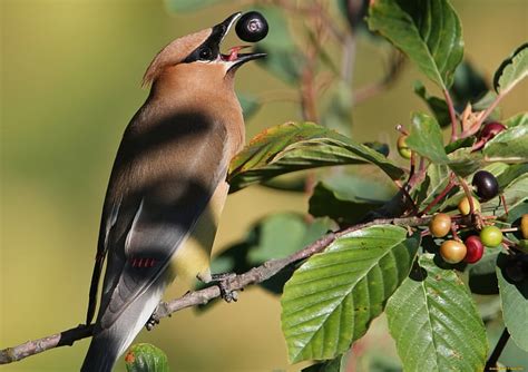 HD wallpaper: Birds, Waxwing | Wallpaper Flare