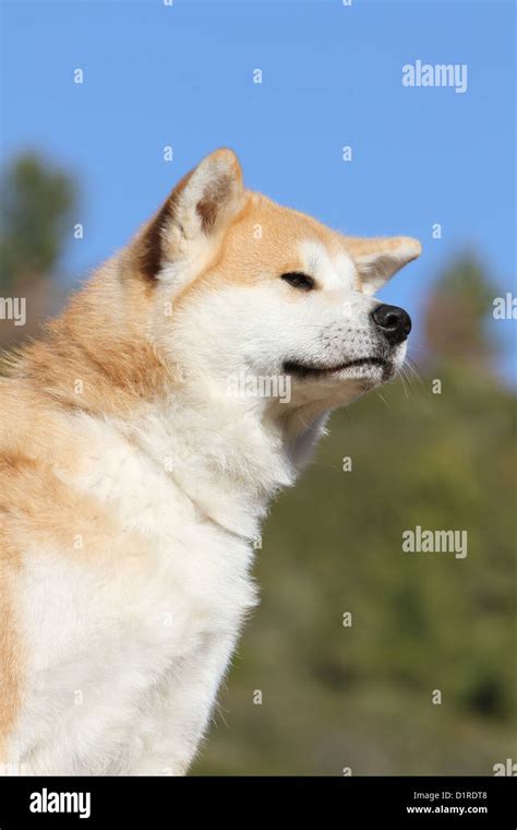 Dog Akita inu / Japanese Akita adult fawn portrait Stock Photo - Alamy