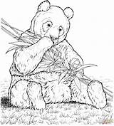Bamboo Coloring Page  Home sketch template