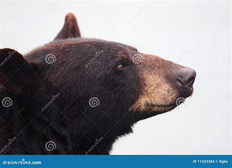 Black bear stock photo. Image of nature, face, black - 11333284