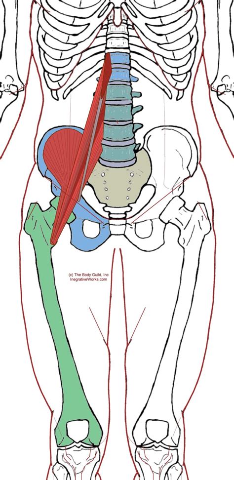 Iliopsoas Complex - Functional Anatomy - Integrative Works