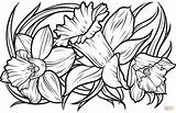 Daffodils Adult Coloring Pages Coloring Pages sketch template
