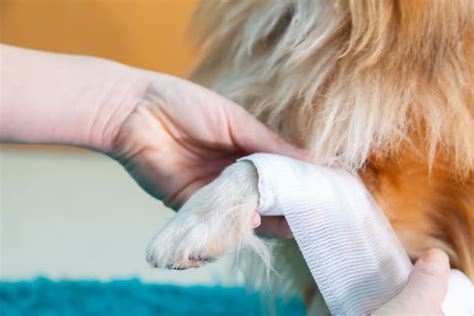 Dog Wound Care: Complete Guide