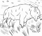 Water Buffalo Coloring Page sketch template