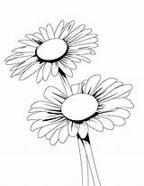 Daisy Flower Coloring Page sketch template