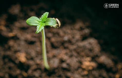 How To Germinate Cannabis Seeds | Green Flower News