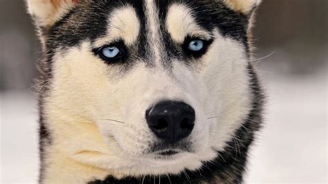 Adult black and white Siberian Husky, Siberian Husky , animals, dog HD wallpaper | Wallpaper Flare