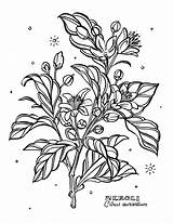 Botanical Coloring Page  Home sketch template