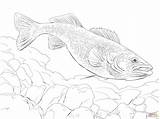 Walleye Fish coloring Page  Free Printable Coloring Pages sketch template