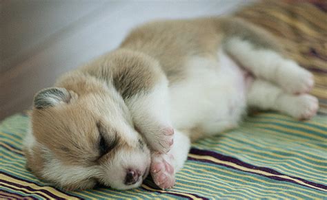 Sleeping Corgi puppy image.PNG