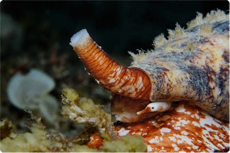 Cone snail venom produces new type of insulin