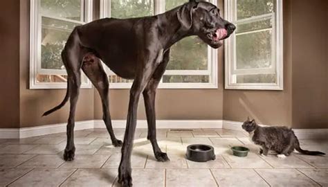 World's tallest dog Zeus dies at 3 after cancer complications