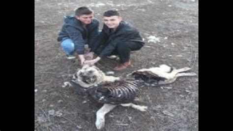 Pack of Wolves Killed Kangal Dogs & Sheep Flock in Turkey!!! - YouTube