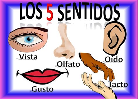 Los Cinco 5 Sentidos Para Niños, Five Senses in Spanish for Children ...