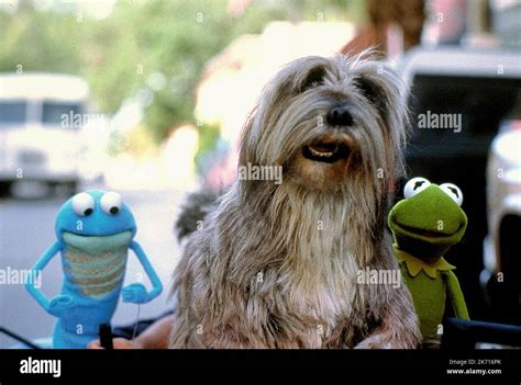 CROAKER,PILGRIM,KERMIT, KERMIT'S SWAMP YEARS, 2002 Stock Photo - Alamy