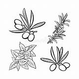 Herbs And Spices Printable Coloring Pages Sketch Page sketch template