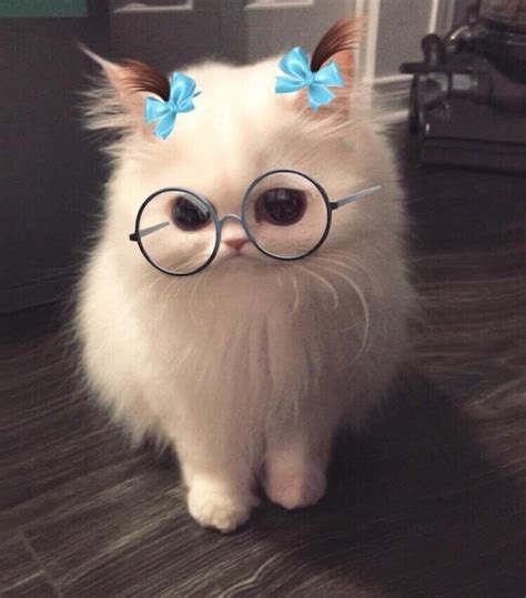 Cat With Snapchat Filter - 854x972 Wallpaper - teahub.io