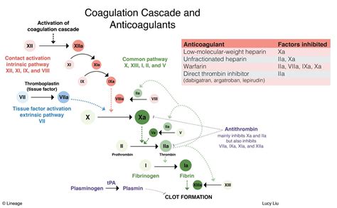 Anticoagulants - USMLE Strike