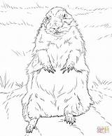 Groundhog Pages To Print Coloring sketch template