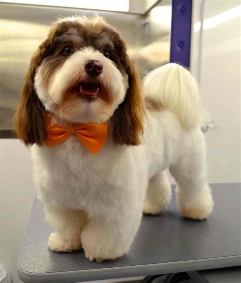 Grooming Havanese Puppy Cut Info With Pictures Full Hd Widescreen And High Quality For Pc ...