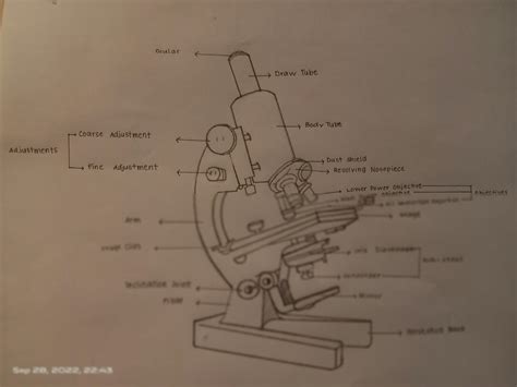 SOLUTION: Sketch of parts of a microscope with label - Studypool