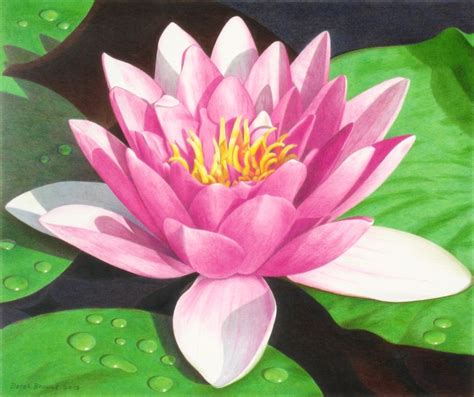 Water Lilies Drawing at GetDrawings | Free download