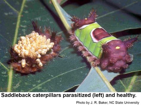 Saddleback Caterpillars: Watch Out for That Sting! - EatHappyProject