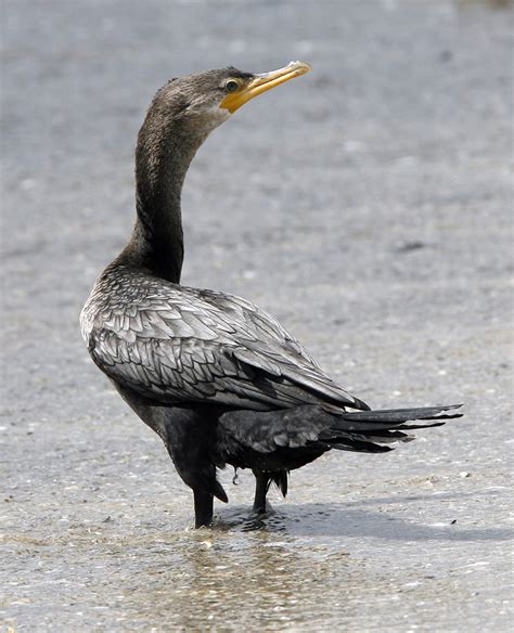 Neotropic Cormorant – DearTexas,