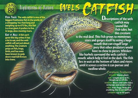 Wels Catfish | Wierd N'wild Creatures Wiki | Fandom powered by Wikia