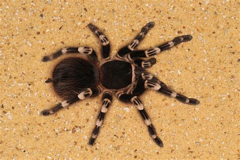 Brazilian White Knee Tarantula | Acanthoscurria geniculata | Flickr