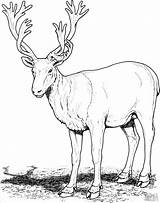Reindeers Coloring Pages  ColoringBay sketch template