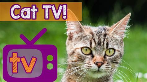 TV for Cats - Footage of Birds, Mice, Geese - Nature videos for cats to watch with Calming cat ...