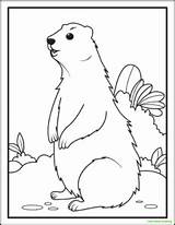 8 Groundhog Day Coloring Pages  Tree Valley Academy sketch template