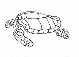 Free Printable Turtle Coloring Pages For Kids sketch template