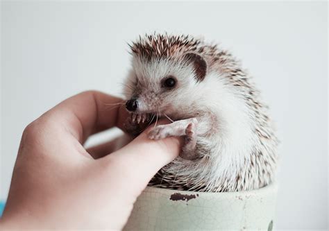 Wobbly Hedgehog Syndrome Symptoms - Quotes Trending