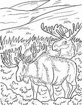 Free Printablebear And Moose Coloring Pages sketch template