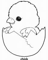 Chicken Chook Coloring Pages sketch template