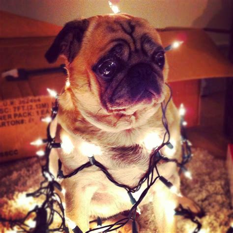 Christmas Pugs Wallpapers - Wallpaper Cave