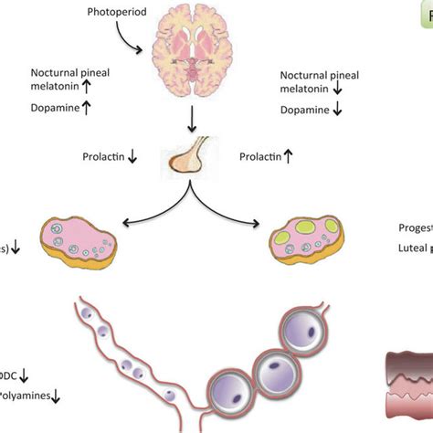 Representative embryos that have arrested development in diapause II... | Download Scientific ...