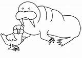 Walrus 1 Coloring Page  Free Printable Pages For Kids sketch template