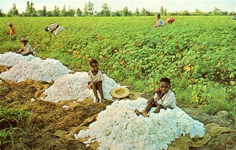 Neat Stuff Blog: Cotton Picking Down South