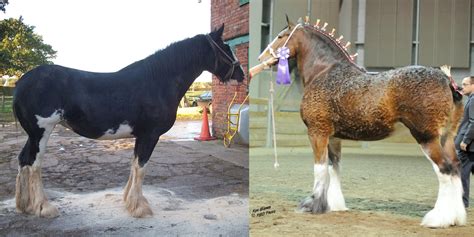 Shire Horse Vs Clydesdale