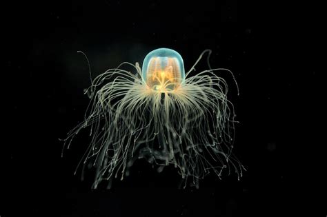 Scientists unlock the key to immortality in jellyfish | SYFY WIRE