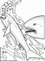 Basking Shark Coloring Pages sketch template